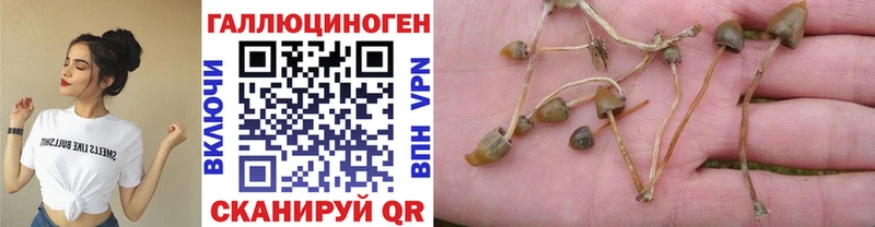 хочу   kraken как зайти  Псилоцибиновые грибы Cubensis  Лакинск 
